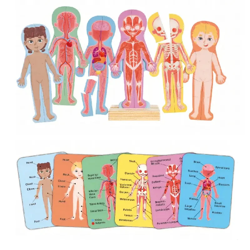 Hape Magnetic Human Body Wooden Puzzle